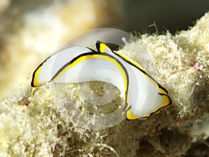 Nudibranch chelidonura pallida