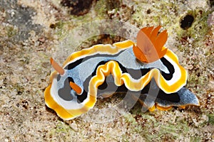 Nudibranch, Chromodoris annae