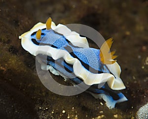 Nudibranch Chromodoris annae