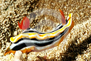 Nudibranch Chromodoris annae