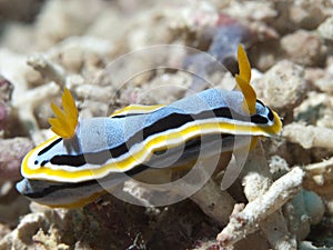 Nudibranch Chromodoris annae