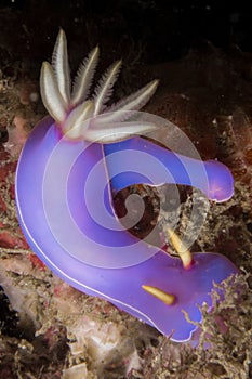 Nudibranch - Chromodoris Bullocki