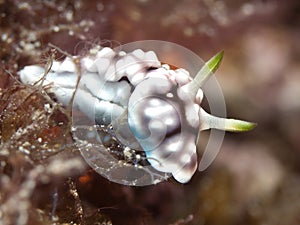 Nudibranch Chromodoris_geometrica