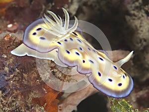 Nudibranch Chromodoris kuniei