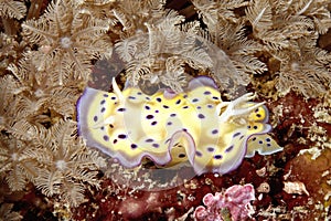 Nudibranch Chromodoris kuniei