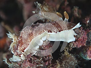 Nudibranch Chromodoris reticulata