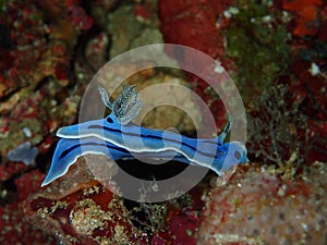 The nudibranch Chromodoris willani with genetic mutation with only one rhinophores in Mabul Island, Semporna, Tawau. Sabah. Borneo