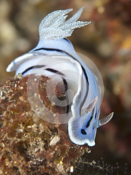 Nudibranch chromodoris willani