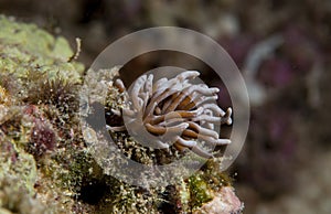Nudibranch close up