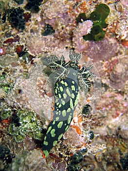 Nudibranch on coral photo