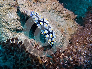 Nudibranch on the coral, Philippines