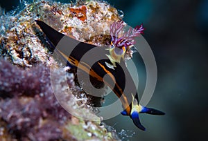 Nudibranch on the corals