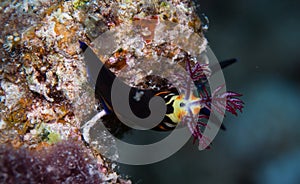 Nudibranch on the corals