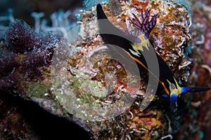 Nudibranch on the corals