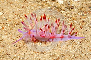 Nudibranch, Coryphellina rubrolineata