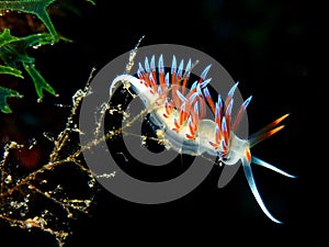 Nudibranch (Cratena peregrina)