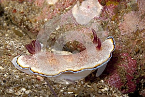 Nudibranch crawling