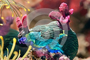 Nudibranch crawling on the coral reef. Philippines