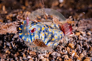 Nudibranch crawling over the bottom substrate in Gili, Lombok, Nusa Tenggara Barat, Indonesia underwater photo