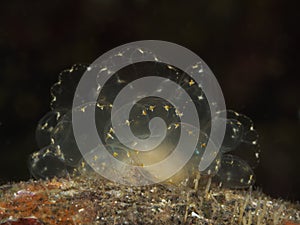 Nudibranch Cyerce elegans