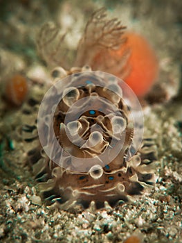Nudibranch - Dendrodoris denisoni