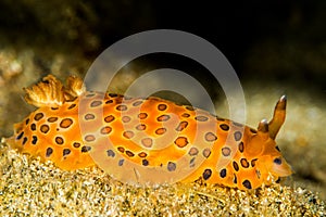 nudibranch dendrodoris guttata