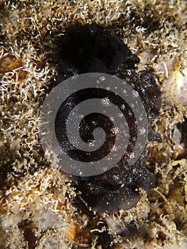 Nudibranch - Dendrodoris nigra