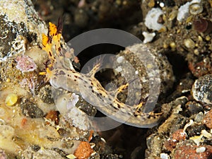 Nudibranch Dendronotus regius