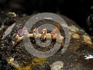 Nudibranch Faceliniid sp