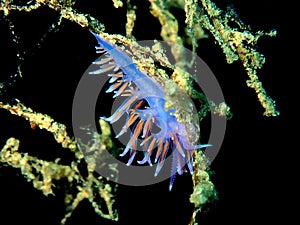 Nudibranch (Flabellina affinis)