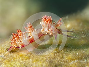 Nudibranch flabellina rubrolineata
