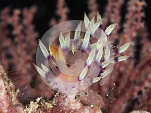 Nudibranch Flabellina sp