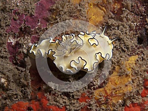 Nudibranch - Glossodoris atromarginata photo