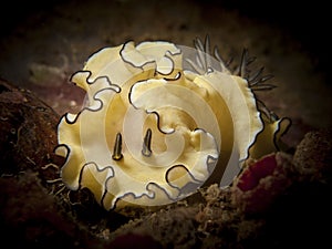 Nudibranch - Glossodoris atromarginata photo