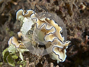 Nudibranch glossodoris atromarginata photo