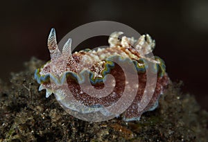 Nudibranch Glossodoris cincta photo
