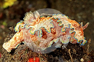 Nudibranch, Glossodoris cincta photo