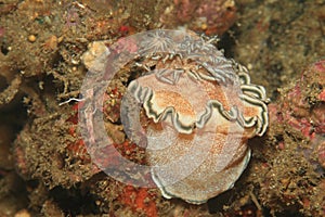 Nudibranch - Glossodoris hikuerensis photo