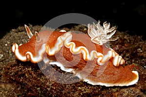 Nudibranch Glossodoris rufomarginata photo