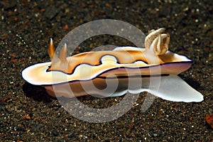 Nudibranch, Goniobranchus coi