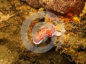 Nudibranch Goniobranchus reticulatus at a Puerto Galera reef in the Philippines
