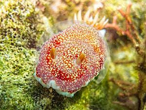 Nudibranch Goniobranchus tinctorius