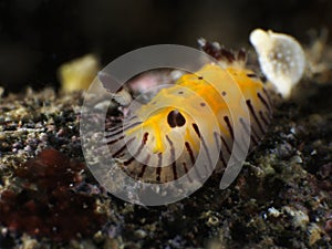 Nudibranch Halgerda elegans