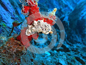 nudibranch  coral reef at the bottom of the sea