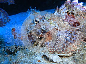 nudibranch  coral reef at the bottom of the sea