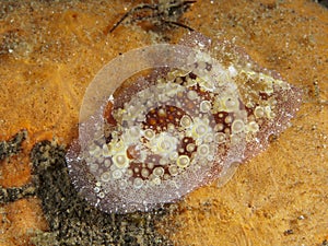 Nudibranch Hoplodoris estrelyado