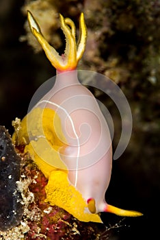 nudibranch hypselodoris bullockii