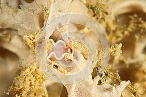 Nudibranch - Hypselodoris bullockii