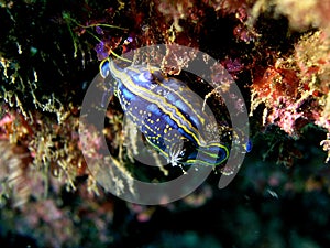 Nudibranch (Hypselodoris Cantabrica) photo