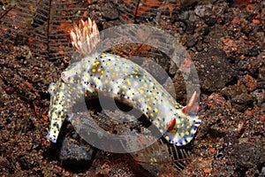 Nudibranch, Hypselodoris kanga